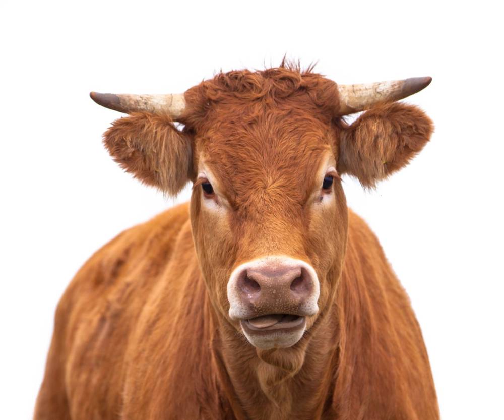 boeuf près de Meximieux