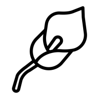 lys