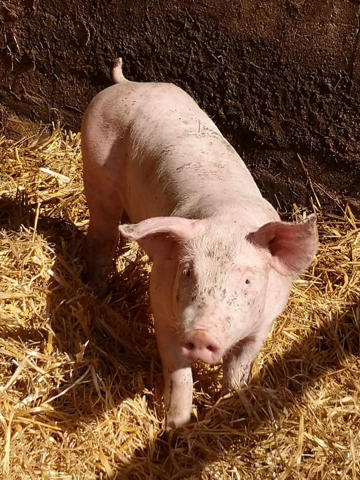 la Ferme de Prou à Varambon (8)